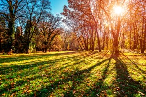Fall istock